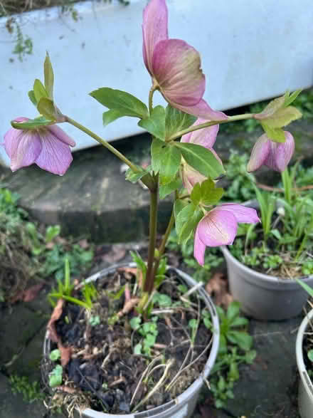Photo of free Plants (The Folders Lane Estate RH15) #4