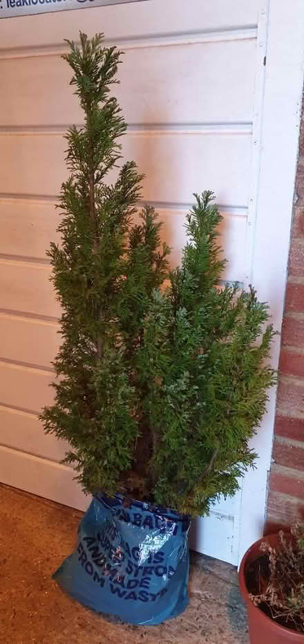 Photo of free Small fir tree (Godalming GU7) #1