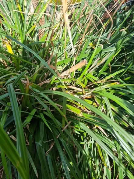 Photo of free Garden Plant In Blue Pot (ME9) #2