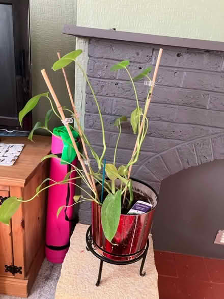 Photo of free House plants 🪴 (Waddon) #2