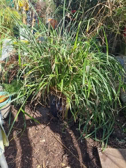 Photo of free Garden Plant In Blue Pot (ME9) #1