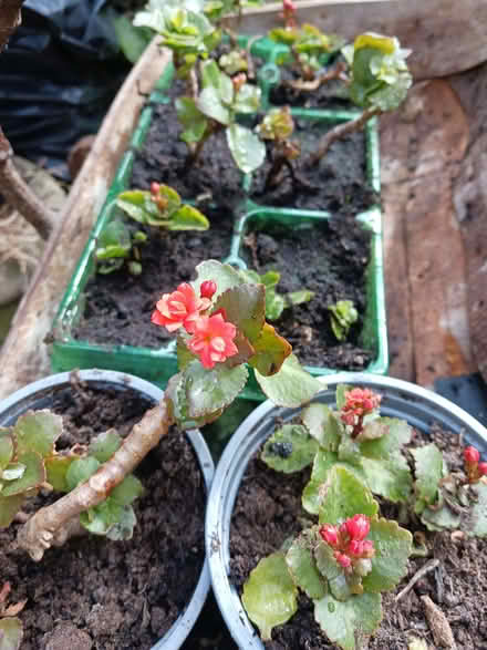 Photo of free House plants (Rainham ME8) #1