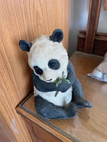 Photo of free Panda wanting love (Faversham ME13) #1