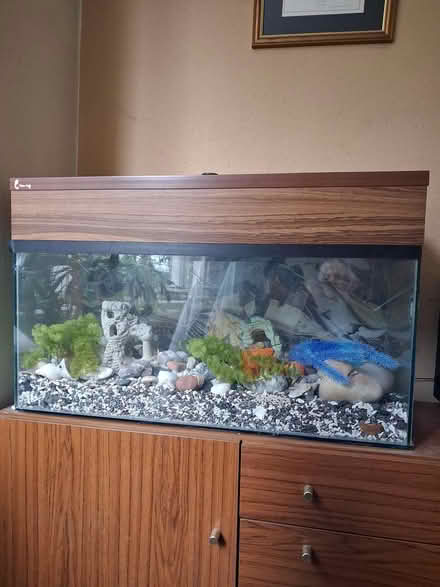 Photo of free Fish tank (Widcombe, Bath) #1