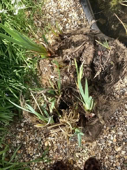 Photo of free Pond plants (Charminster BH8) #2