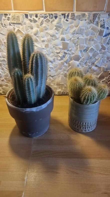 Photo of free Two cactus plants (Baillieston, Glasgow G69) #1