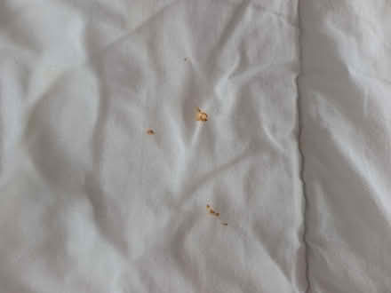 Photo of free Single polyester duvet (Lambridge) #3