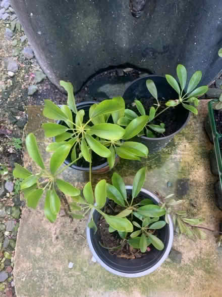 Photo of free Umbrella tree (North walbottle NE5) #1