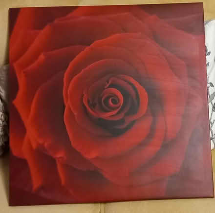 Photo of free Red Rose Canvas Print (Kilburn, Belper DE56) #1