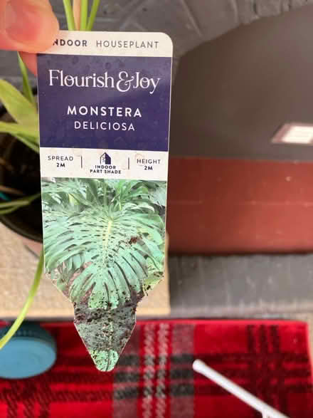 Photo of free House plants 🪴 (Waddon) #3