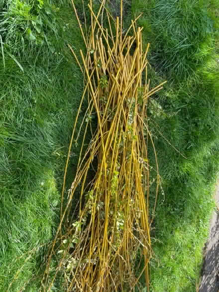 Photo of free Willow for weaving/den-making (Widcombe) #1