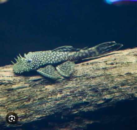 Photo of free Tropical fish - Bristlenise pleco sp.): A popular (Kintore AB51) #1