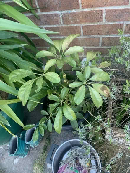 Photo of free Umbrella tree (North walbottle NE5) #2