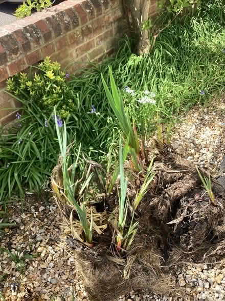 Photo of free Pond plants (Charminster BH8) #1
