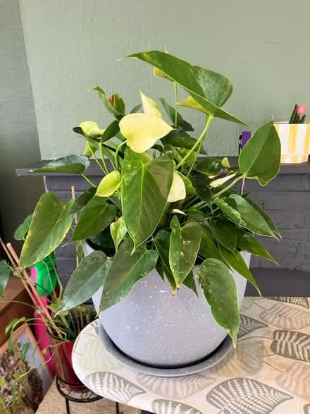 Photo of free House plants 🪴 (Waddon) #1