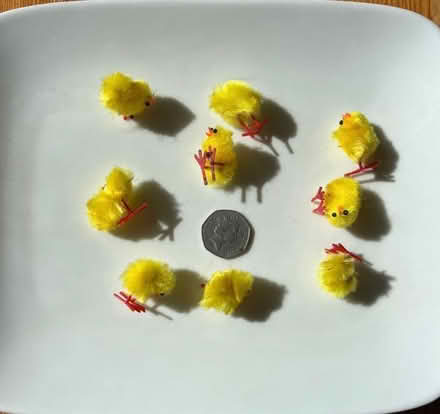 Photo of free Tiny fluffy chicks (Cox Green SL6) #1