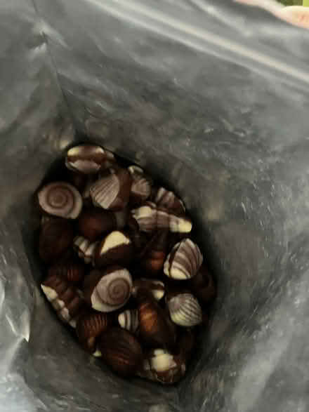 Photo of free Wonky chocolate - big bag (New Hinksey OX1) #2