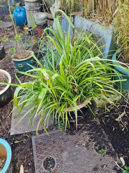 Photo of free Garden plant in pot (ME9) #1