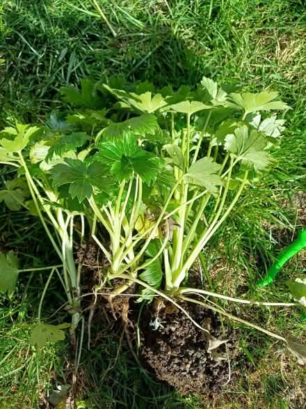 Photo of free Delphinium plants (cainscross rd) #1