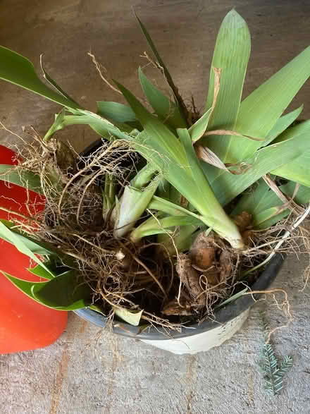 Photo of free Iris corms -Yellow reblooming (Bound Brook) #1