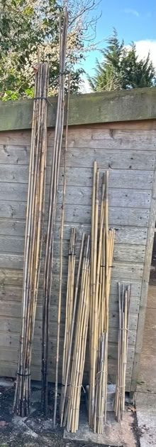 Photo of free Bamboo Canes Approx 40 (Woodmancote GL7) #1