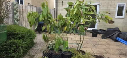 Photo of free 4 avocado trees 3 years old (Bath, weston) #1