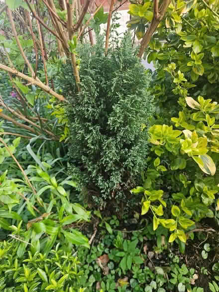 Photo of free Small Conifer type plant (Windmill Court EX14) #1