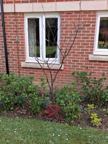 Photo of free Young Mountain Ash (Horsham) #1