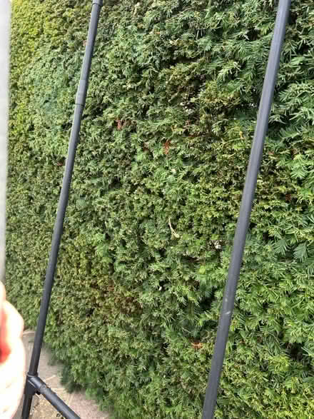 Photo of free Solid black metal trellis (KT17 3BH) #3