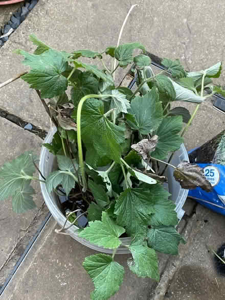 Photo of free White anemone roots (Welling DA16) #1