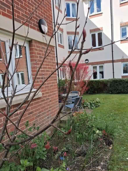 Photo of free Young Mountain Ash (Horsham) #2