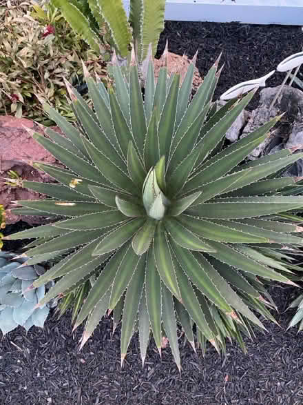Photo of free Various Agave pups (Alameda) (West side) #3