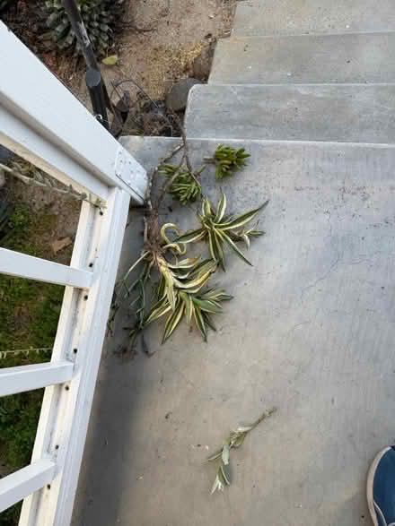 Photo of free Various Agave pups (Alameda) (West side) #1