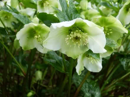 Photo of free White and Dark hellebores (Paignton TQ4) #2