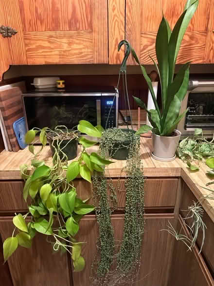 Photo of free houseplants 🌿 (Malden) #1