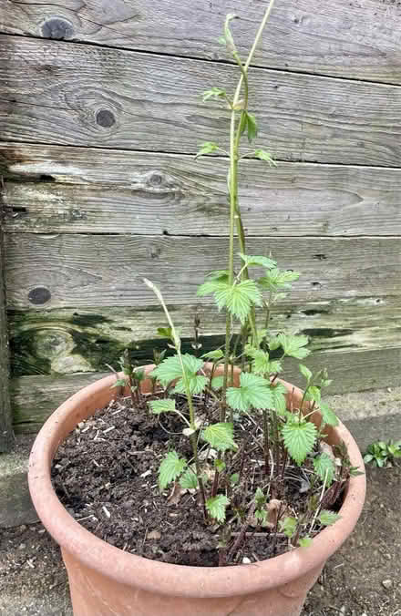 Photo of free Hop plant (Borough Green TN15) #1