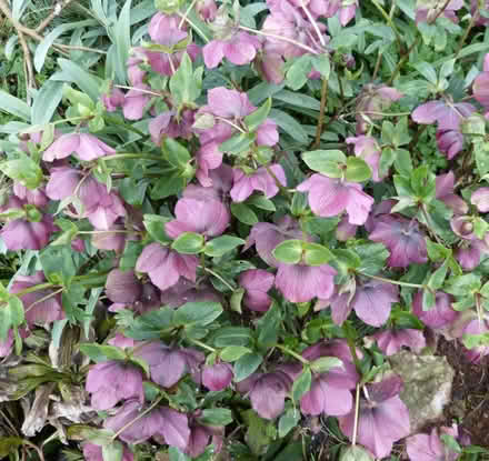 Photo of free White and Dark hellebores (Paignton TQ4) #1