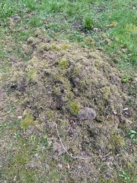 Photo of free Moss (Dore, S17) #1