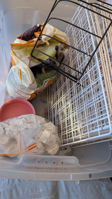 Photo of free Guinea pig cages items (Armley LS12) #1