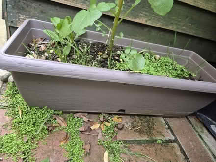 Photo of free Small plastic plant troughs (Heybridge CM9) #2