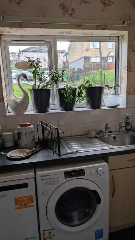 Photo of free Three Money Plants (BD22) #1