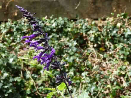 Photo of free Salvia "Amistad" rooted cuttings (Paignton TQ4) #1