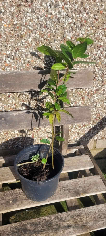 Photo of free Small bay laurel trees (Vale LA1) #1