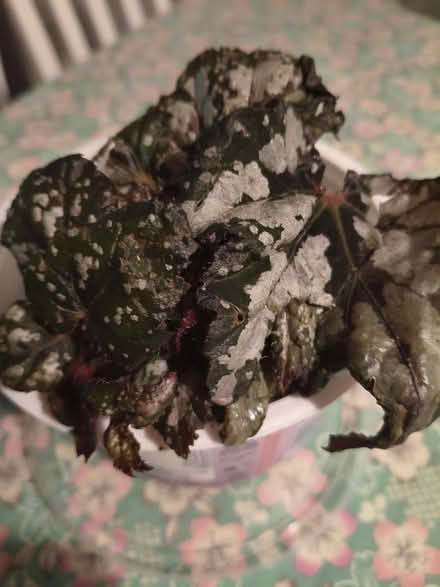 Photo of free House plant (New Cross SE14) #1