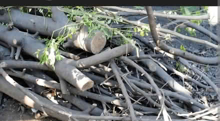 Photo of Cherry tree offcuts (PR25 Leyland) #1