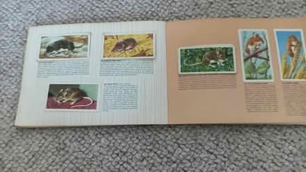 Photo of free Wildlife card albums (Cossington (TA7)) #4