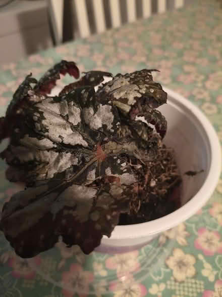 Photo of free House plant (New Cross SE14) #2