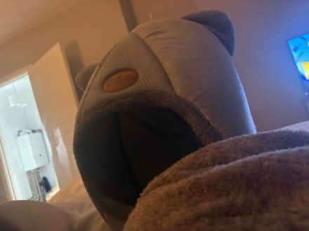 Photo of free Cat bed with cushion (Hollingbury BN1) #3