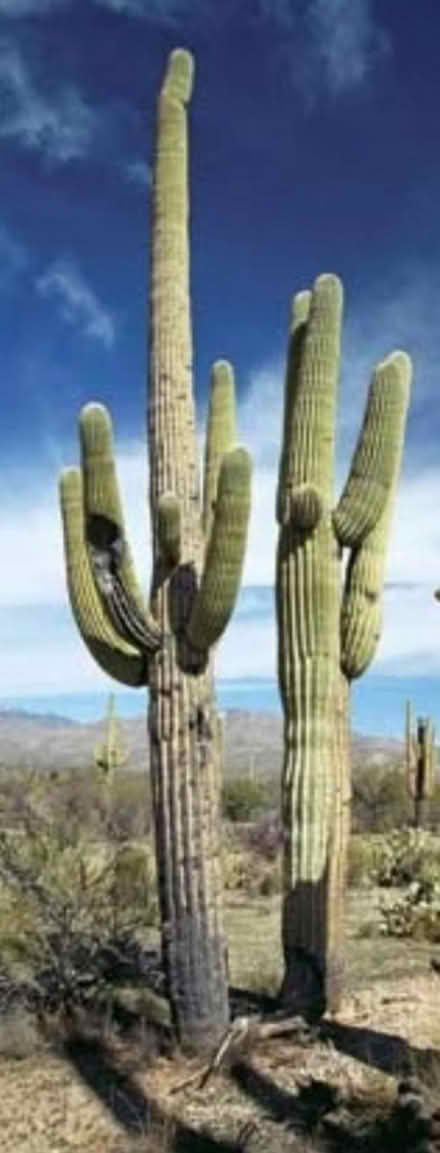 Photo of free Saguaro cactus seeds (Bernardo & Iowa, Sunnyvale) #1