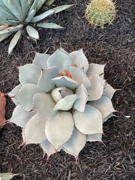Photo of free Various Agave pups (Alameda) (West side) #4